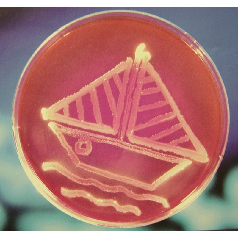 Agar art des œuvres d’art vivantes Agence SciencePresse